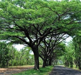 Pohon-tanjung-700x428