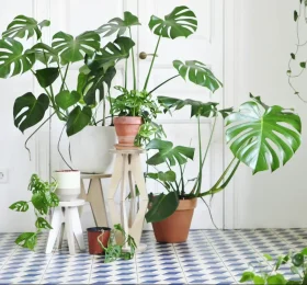 Monstera